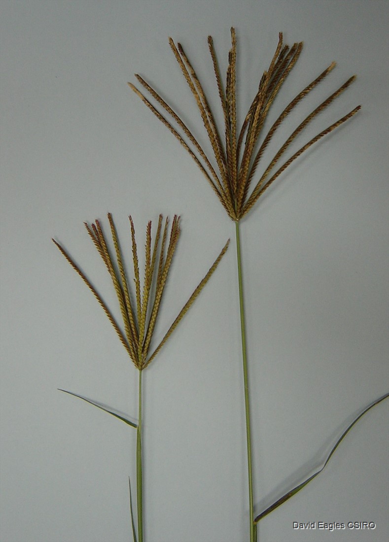 germination latin germinatio -onis - LAROUSSE