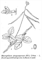 Macroptilium atropurpureum - Tropical Forages