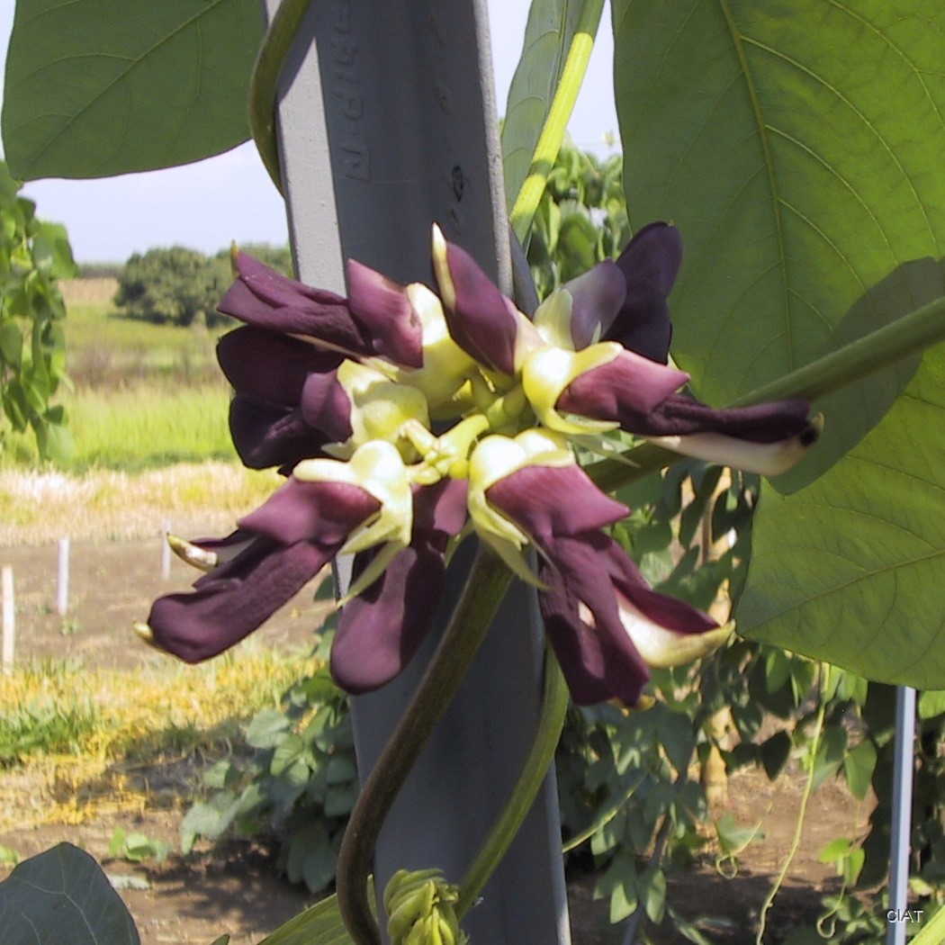 Velvet Bean Mucuna Pruriens Vine 5 Seeds Cowitch Medicinal White Strain 